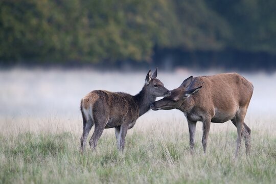 Red Deer (Cervus elaphus), stag, Copenhagen, Denmark