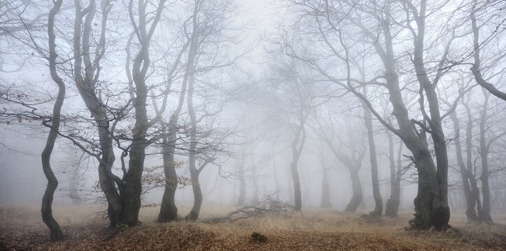 Mysterious forest in the fog, bizarrely overgrown bare beech trees, autumn, Ore Mountains, Czech Republic