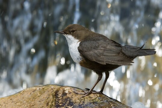 White-throated Dipper (Cinclus cinclus), Wolfsklamm, Stans, North Tyrol, Austria, Europe