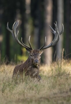 Red deer (Cervus elaphus) lying on a forest meadow, captive, Germany