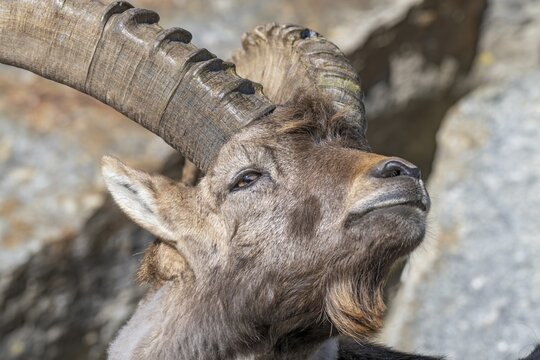 Alpine ibex (Capra ibex), male, portrait, captive, Alpine Zoo, Innsbruck, Tyrol, Austria