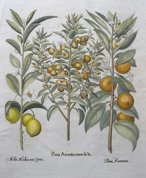 Branches with oranges and lemons, hand-coloured copper engraving by Basilius Besler, from Hortus Eystettensis, 1613