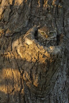 Little owl (Athene noctua) looks out of knot hole in tree, Germany