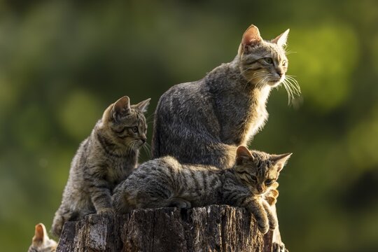 Mother cat and two kittens on a tree stump, looking around curiously, wildcat (Felis silvestris), kitten, Germany