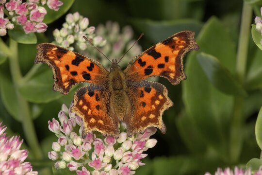 Comma Butterfly (Polygonia c-album) at orpine (Sedum telephium), Untergr&ouml;ningen, Baden-W&uuml;rttemberg, Germany