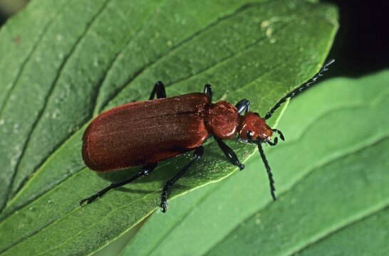 Cardinal Beetle (Pyrochroa serraticornis)