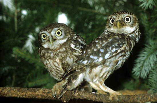 Little Owls (Athene noctua), Baden-Wuerttemberg, Germany, Europe