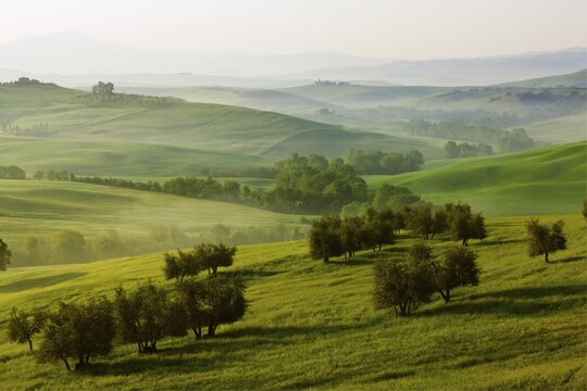 Meadows, fields and olive trees in the morning light, Pienza, Val d'Orcia, Tuscany, Italy, Europe
