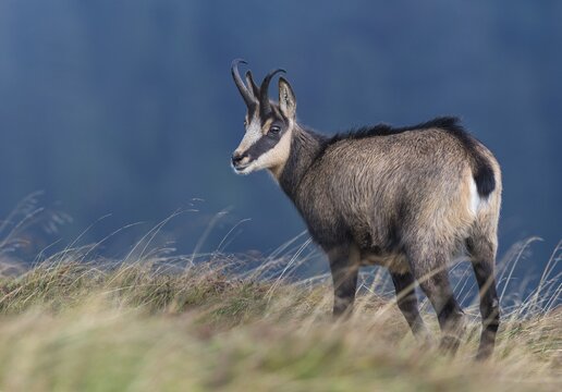 Chamois (Rupicapra rupicapra) in mountain meadow, Vosges, Hohneck, France