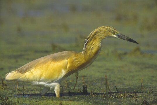 Squacco Heron (Ardeola ralloides) foraging, Hortobagy-Lakes, Hungary
