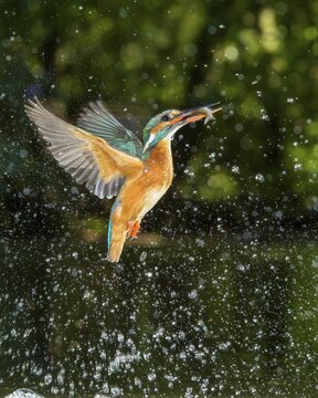 Busted Common kingfisher ( Alcedo atthis) with fish as prey, hunting, prey shot, Naarden, Netherlands