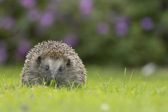 European hedgehog (Erinaceus europaeus) adult animal on a garden grass lawn in summer, England, United Kingdom