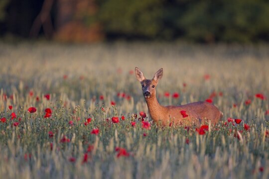 Roe deer (Capreolus capreolus), doe in wheat field with poppies, Suffolk, England, United Kingdom