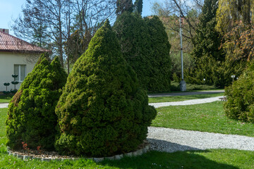 Obraz premium Lush green coniferous bushes shaped as cones in a clean well manicured backyard garden. Eco friendly landscaping design with thuja and spruce trees for eco resort decoration