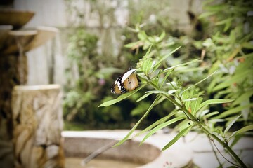 Beautiful orange and white butterfly collecting nectar from wildflowers in a shaded forest setting © IM19