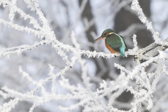 Kingfisher (Alcedo atthis) on its perch, Schlitters, Tyrol, Austria