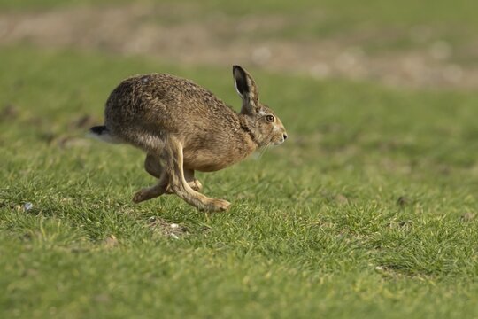 European brown hare (Lepus europaeus) adult animal running in a farmland cereal field, England, United Kingdom