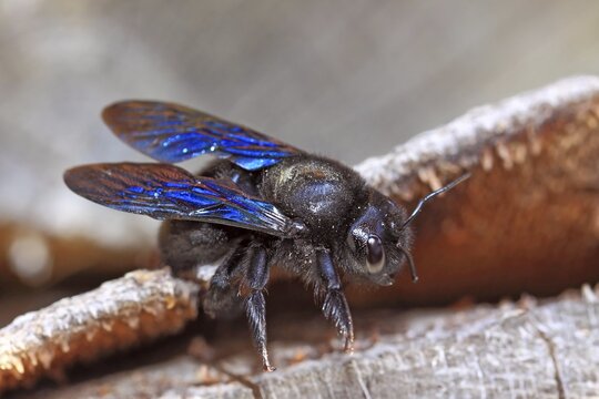 Violet carpenter bee, Indian Bhanvra (Xylocopa violacea), a rare insect loving warm climate