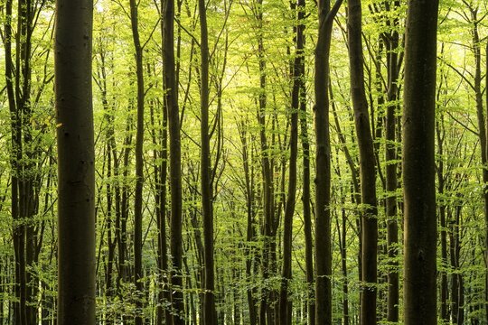Forest with beech trees. Hollmuth, Neckargem&uuml;nd, Kleiner Odenwald, Baden-W&uuml;rttemberg, Germany