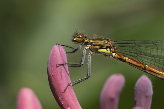Large red damselfly (Pyrrhosoma nymphula) adult insect resting on a Honeysuckle flower in a garden, England, United Kingdom