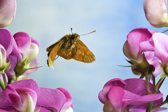 Large skipper (Ochlodes sylvanus), in flight, Germany