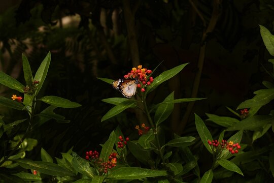 A Plain Tiger butterfly perched on vibrant orange flowers against a dark, moody background
