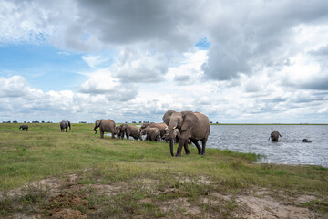 Obraz premium A herd of African elephants on the shore of Chobe River