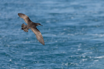 Naklejka premium Yelkouan Shearwater (Puffinus yelkouan) Flying Over Wavy Sea, Pelagic Birdwatching in Liguria