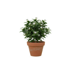 Fototapeta premium Small Flowering Jasmine Plant in Terracotta Pot
