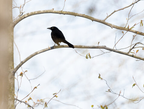 Common Grackle on a bare branch silhouetted against a gray  sky on a cold spring day