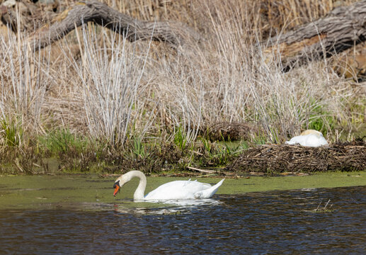 Mute Swans mates with a female roosting on a nest in the male swimming nearby at Erieau Marsh Ontario in springtime
