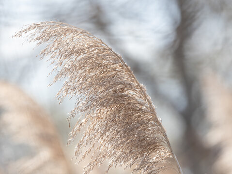 Spring-themed background of Reed Grass in a marsh in Erieau Ontario
