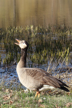 Fauchender Ganter an Teich