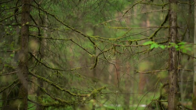 Moss covered tree branches in deep forest