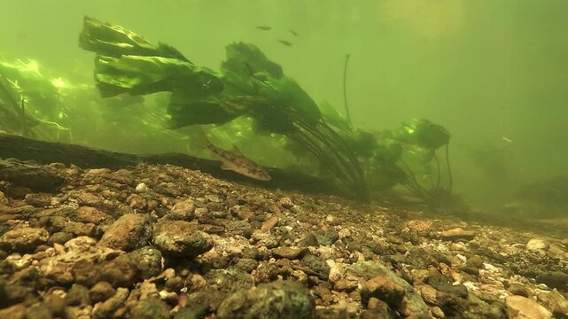 Two gudgeons - Gobio gobio - swim in place against the current near water lily stems, with rocky riverbed details visible in the foreground.