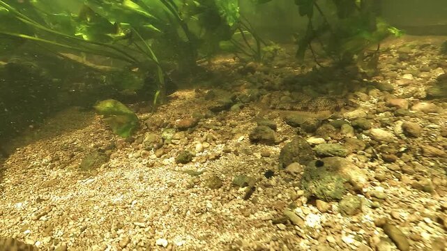Underwater view of a gudgeon - Gobio gobio - leaving wooden cover and swimming over stones while aquatic plants move in the current behind.