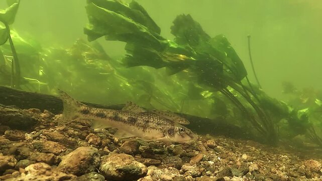 Small gudgeon - Gobio gobio - remains steady in flowing water beside aquatic lily stems above a rocky riverbed.