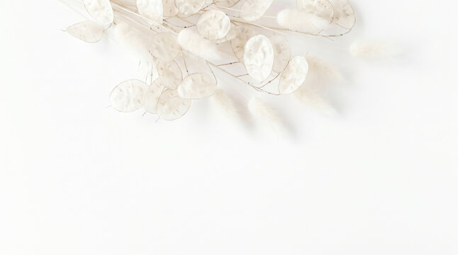 Dried silver lunaria pods and white lagurus grass at the top of a white background with wide bottom copy space