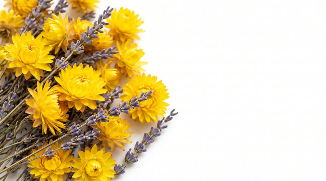 Yellow strawflower heads and dried lavender stems on the left of a white background with wide right copy space