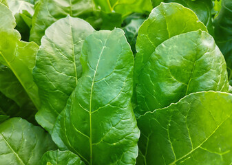 Fototapeta premium Large, green, shiny, vertically standing beet leaves up close.