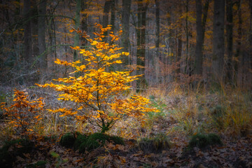 Fototapeta premium Vibrant Orange Tree in Autumn Forest Surrounded by Soft Bokeh and Warm Natural Light In Leuvenumse Bos, The Netherlands
