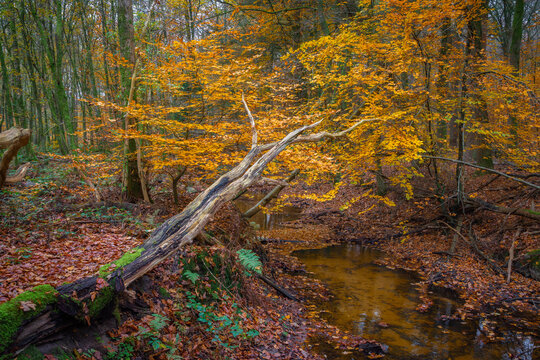 Vibrant Autumn Landscape with Golden Leaves Overhanging a Serene Stream in a Forest of Leuvenumse Bos, The Netherlands