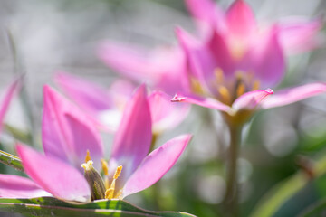 Obraz premium Close-Up of Vibrant Pink Tulip Flowers with Delicate Petals in Soft Natural Light