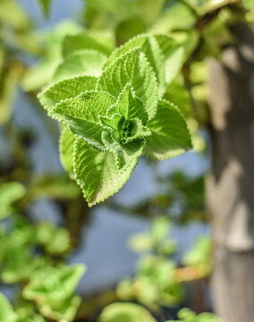 Close-up of fresh Karpooravalli plant leaves (Plectranthus amboinicus), an aromatic medicinal herb widely used in Indian traditional home remedies and cooking