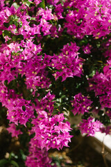 Obraz premium Vibrant magenta bougainvillea flowers blooming on a lush green bush outdoors. Tropical floral theme, romantic summer vibe, spring celebration, mediterrranean aesthetic.