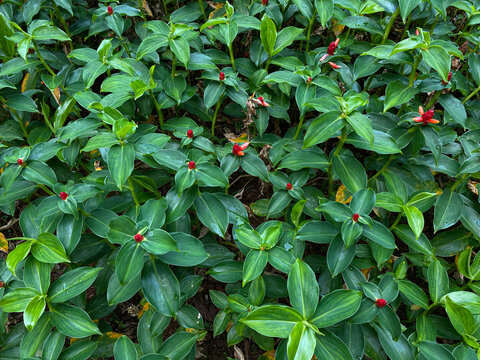 Costus osae, red flower and green leaves, bloom on the garden