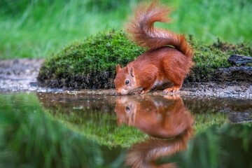 Fototapeta premium Red Squirrel Drinking Water at Forest Pond Surrounded by Green Moss and Foliage