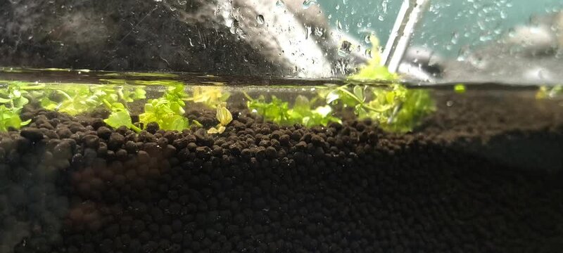 4k video of Aquascaping process close up video of planting Monte Carlo tissue culture carpet plants in freshwater aquarium with forceps tweezers, Iwagumi layout planted tank creation
