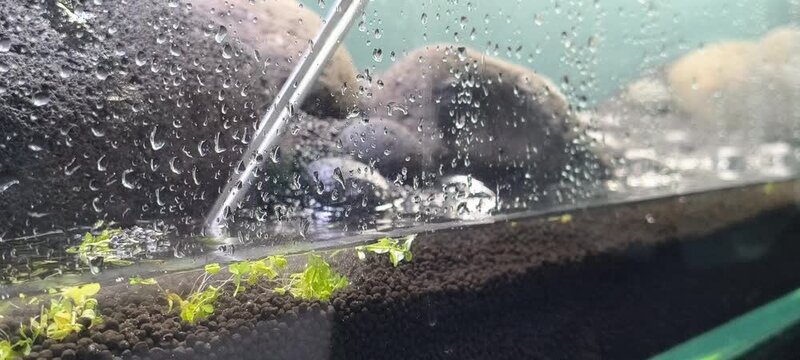 4k video of Macro close up of planting tissue culture Monte Carlo Micranthemum tweediei in Iwagumi style aquascape using aquascaping tweezers forceps, planted freshwater aquarium setup process

