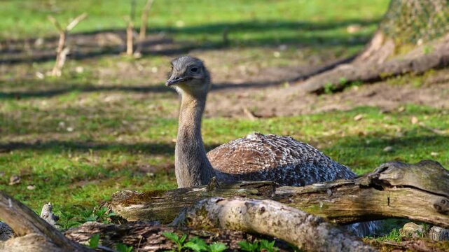 Darwin's rhea, Rhea pennata, also known as the lesser rhea